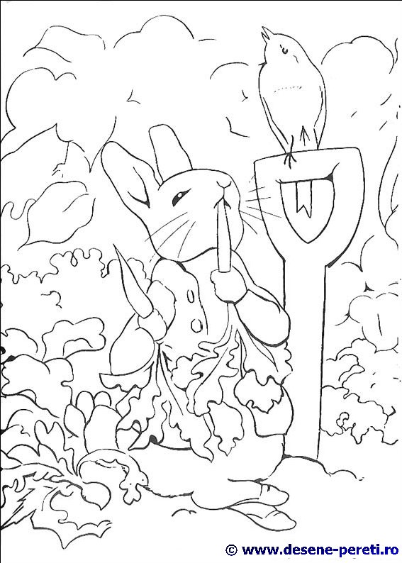 peter rabbit desene colorat